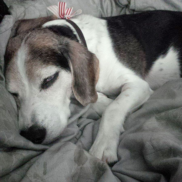 Jane's beagle, Baxter.